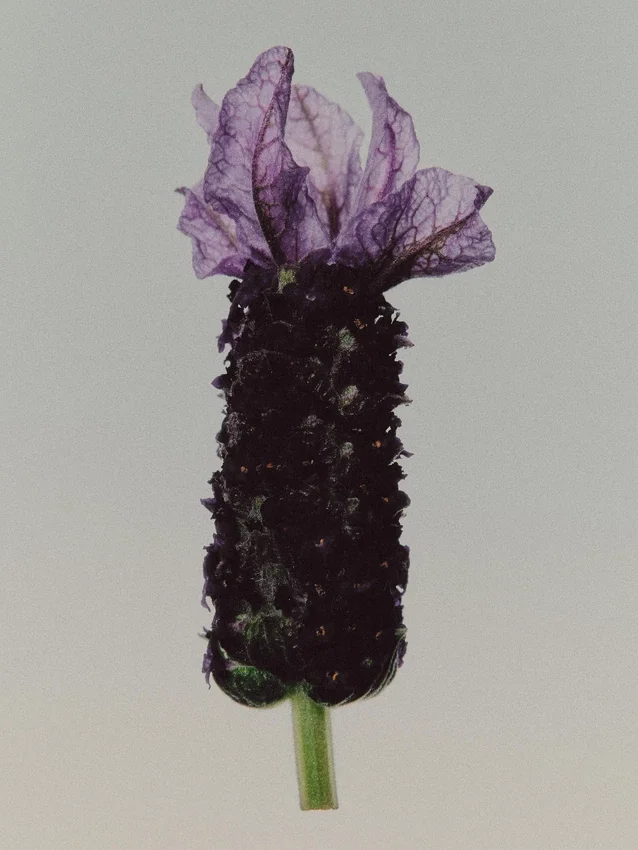 (100 ml) Bronze Lavender Eau de Parfum (100 ml) Bronze Lavender Eau de Parfum