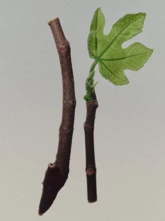 (100 ml) Coastal Woods Eau de Parfum