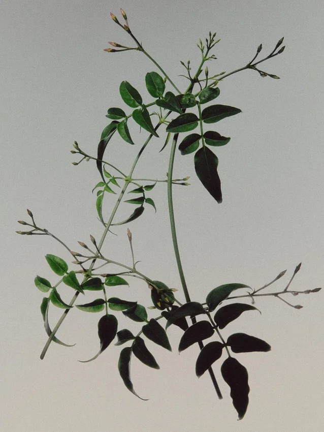 (100 ml) Jasmin Gris Eau de Parfum (100 ml) Jasmin Gris Eau de Parfum